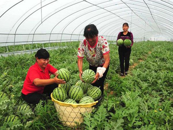 西瓜雙防專用膜