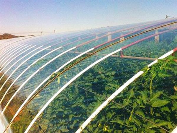 哪些方法利于保護大棚膜